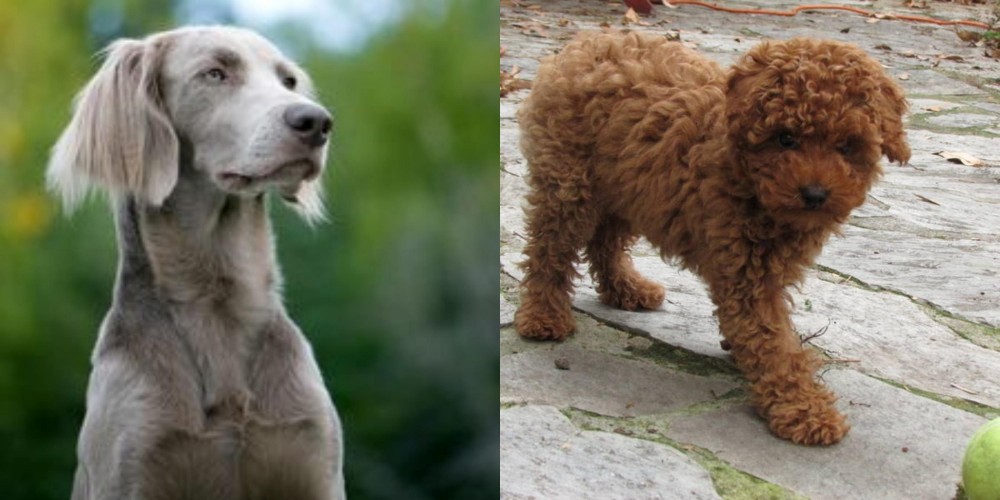 Toy Poodle vs Longhaired Weimaraner - Breed Comparison