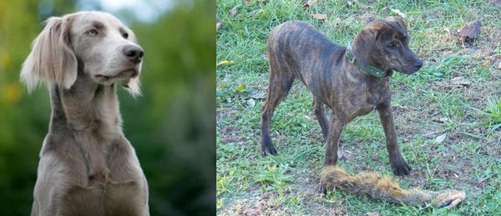 Treeing Cur vs Longhaired Weimaraner - Breed Comparison