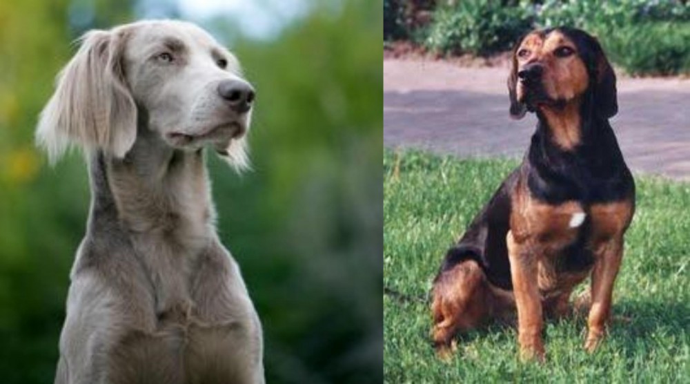 Tyrolean Hound vs Longhaired Weimaraner - Breed Comparison