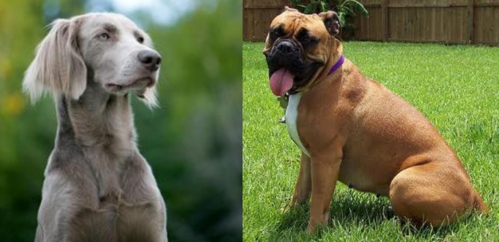 Valley Bulldog vs Longhaired Weimaraner - Breed Comparison