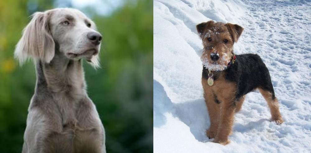 Welsh Terrier vs Longhaired Weimaraner - Breed Comparison