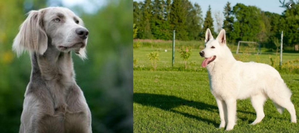 White Shepherd vs Longhaired Weimaraner - Breed Comparison