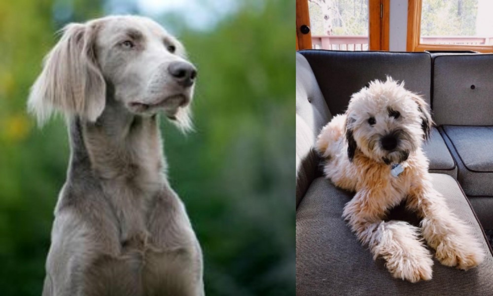 Whoodles vs Longhaired Weimaraner - Breed Comparison