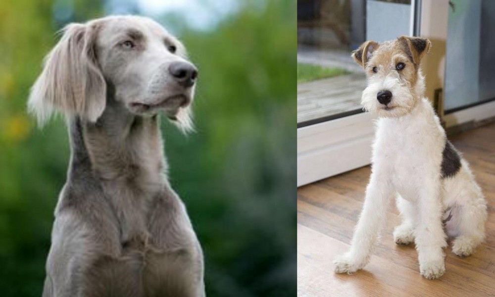 Wire Fox Terrier vs Longhaired Weimaraner - Breed Comparison