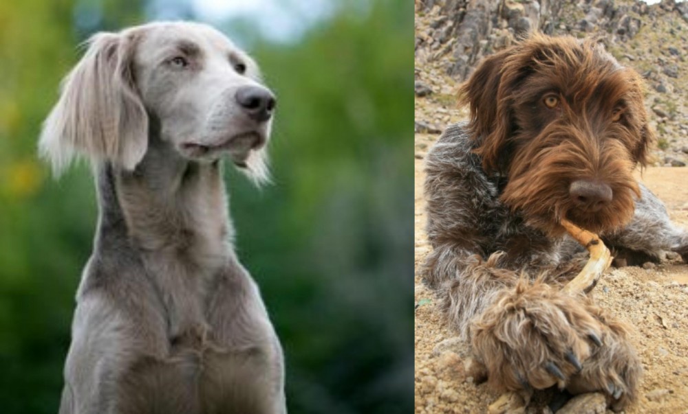 Wirehaired Pointing Griffon vs Longhaired Weimaraner - Breed Comparison