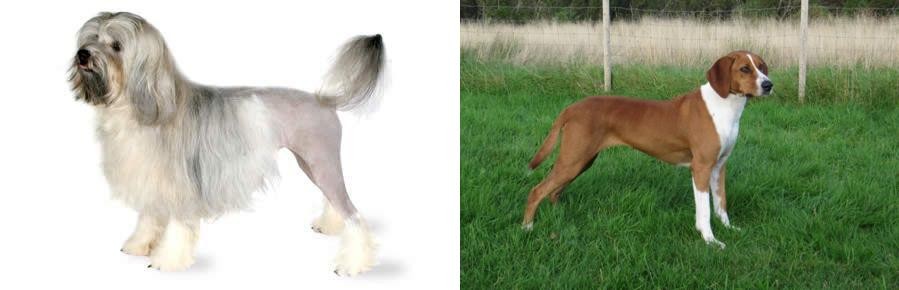 Hygenhund vs Lowchen - Breed Comparison
