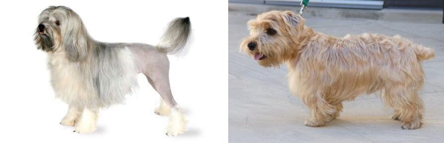 Lucas Terrier vs Lowchen - Breed Comparison