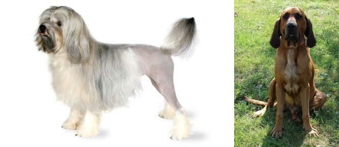 Majestic Tree Hound vs Lowchen - Breed Comparison