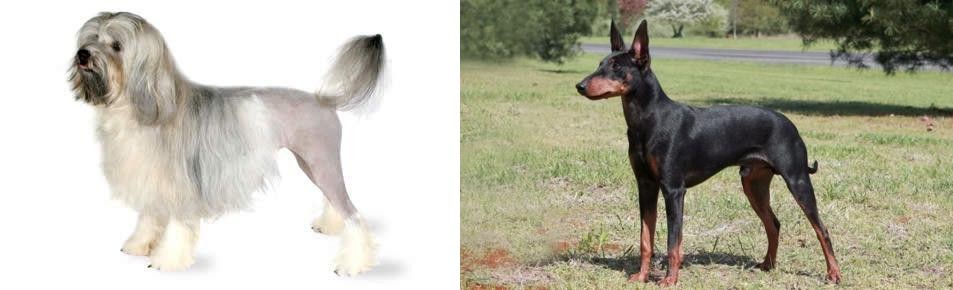 Manchester Terrier vs Lowchen - Breed Comparison