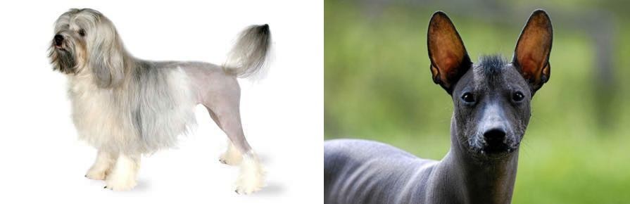 Mexican Hairless vs Lowchen - Breed Comparison