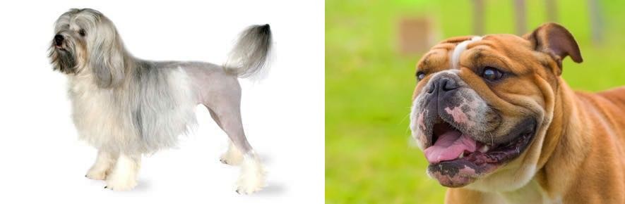 Miniature English Bulldog vs Lowchen - Breed Comparison
