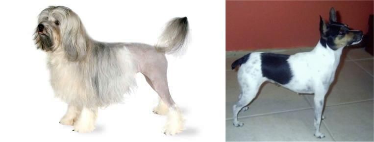Miniature Fox Terrier vs Lowchen - Breed Comparison