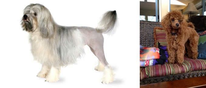 Miniature Poodle vs Lowchen - Breed Comparison