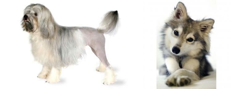 Miniature Siberian Husky vs Lowchen - Breed Comparison