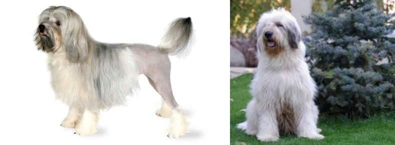 Mioritic Sheepdog vs Lowchen - Breed Comparison