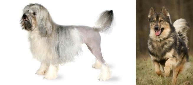 Native American Indian Dog vs Lowchen - Breed Comparison