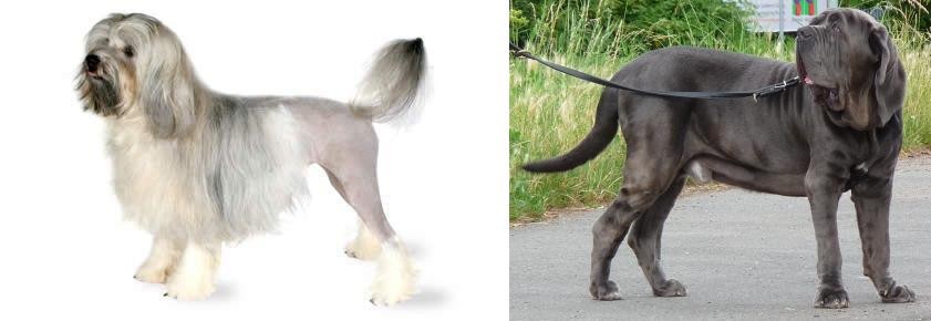 Neapolitan Mastiff vs Lowchen - Breed Comparison