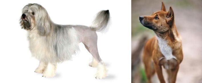 New Guinea Singing Dog vs Lowchen - Breed Comparison
