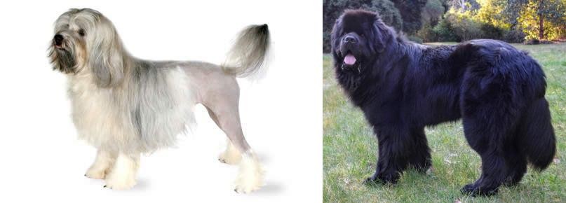 Newfoundland Dog vs Lowchen - Breed Comparison