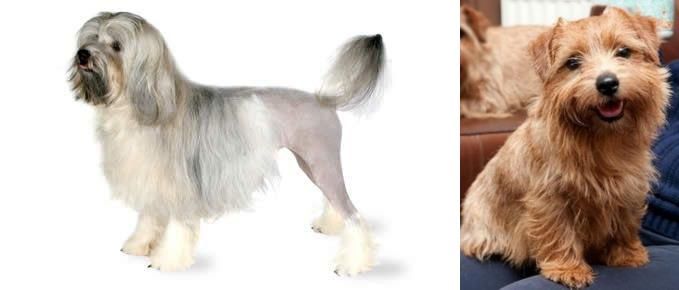 Norfolk Terrier vs Lowchen - Breed Comparison
