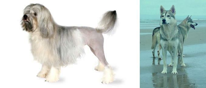 Northern Inuit Dog vs Lowchen - Breed Comparison