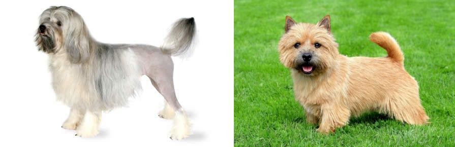 Norwich Terrier vs Lowchen - Breed Comparison