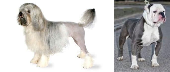 Old English Bulldog vs Lowchen - Breed Comparison