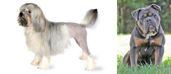 Olde English Bulldogge vs Lowchen - Breed Comparison