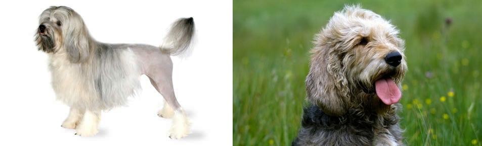 Otterhound vs Lowchen - Breed Comparison