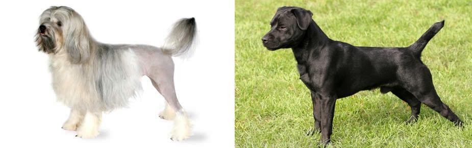 Patterdale Terrier vs Lowchen - Breed Comparison