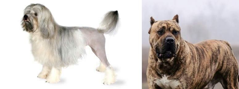 Perro de Presa Canario vs Lowchen - Breed Comparison