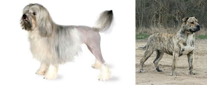 Perro de Presa Mallorquin vs Lowchen - Breed Comparison