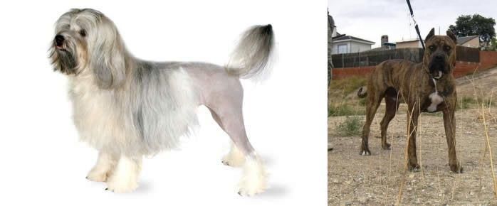 Perro de Toro vs Lowchen - Breed Comparison