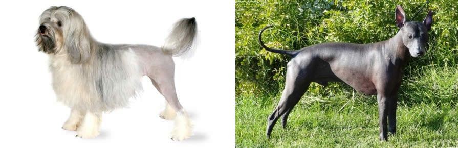 Peruvian Hairless vs Lowchen - Breed Comparison