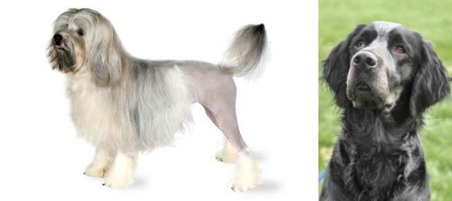 Picardy Spaniel vs Lowchen - Breed Comparison
