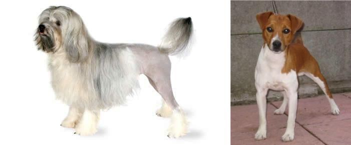 Plummer Terrier vs Lowchen - Breed Comparison