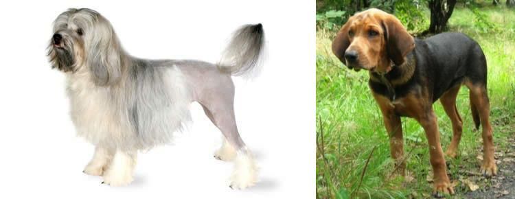 Polish Hound vs Lowchen - Breed Comparison