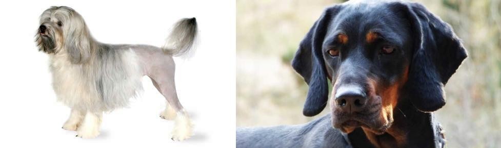Polish Hunting Dog vs Lowchen - Breed Comparison