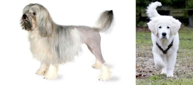 Polish Tatra Sheepdog vs Lowchen - Breed Comparison