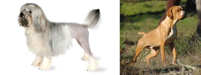 Portuguese Pointer vs Lowchen - Breed Comparison