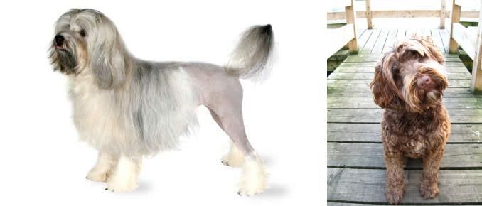 Portuguese Water Dog vs Lowchen - Breed Comparison