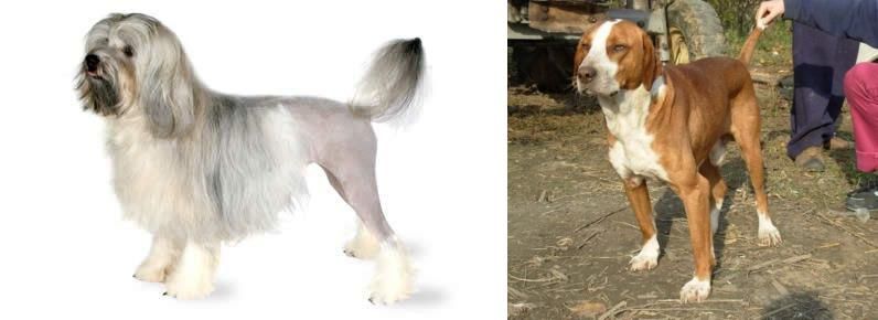 Posavac Hound vs Lowchen - Breed Comparison