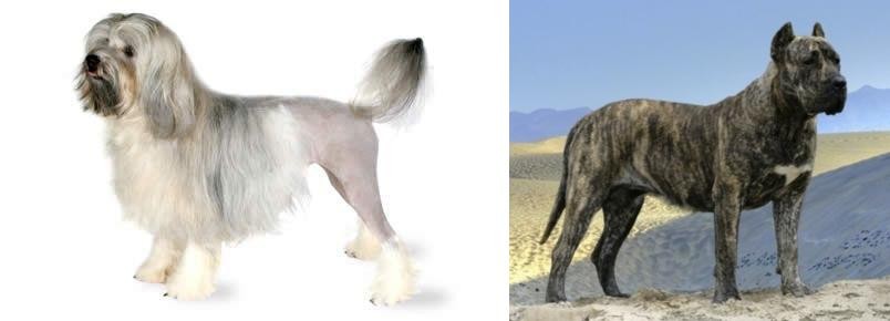 Presa Canario vs Lowchen - Breed Comparison
