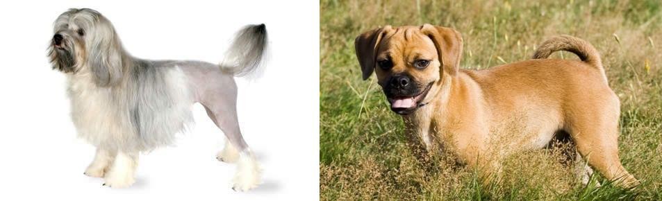 Puggle vs Lowchen - Breed Comparison