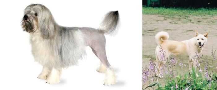 Pungsan Dog vs Lowchen - Breed Comparison