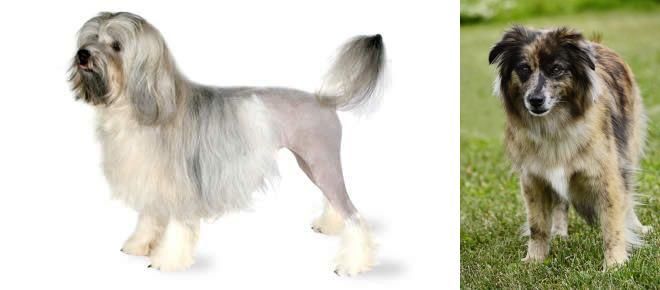 Pyrenean Shepherd vs Lowchen - Breed Comparison
