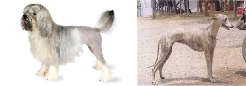 Rampur Greyhound vs Lowchen - Breed Comparison