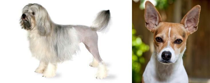 Rat Terrier vs Lowchen - Breed Comparison