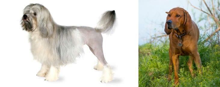 Redbone Coonhound vs Lowchen - Breed Comparison