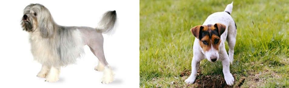 Russell Terrier vs Lowchen - Breed Comparison